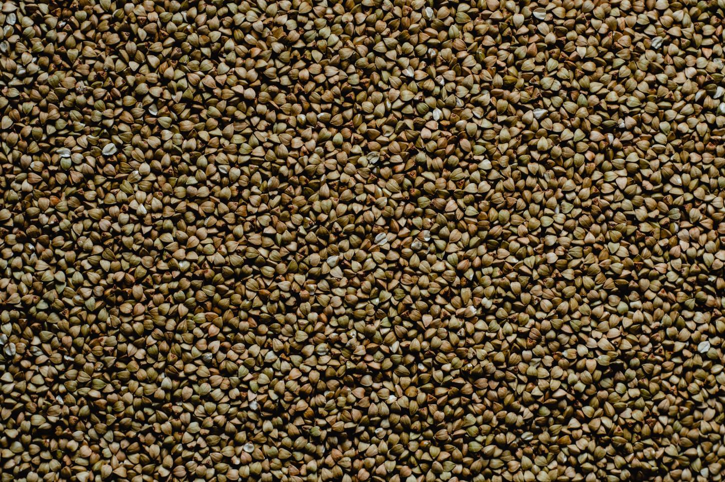 荞麦